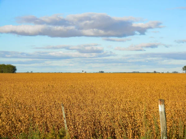 Ripe Soybeans Ready Harvest Argentine Countryside — Stock Photo, Image