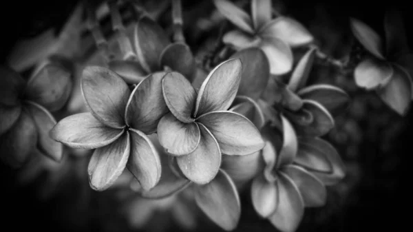 Eine Graustufe Schöner Plumeria Blumen Einem Garten — Stockfoto