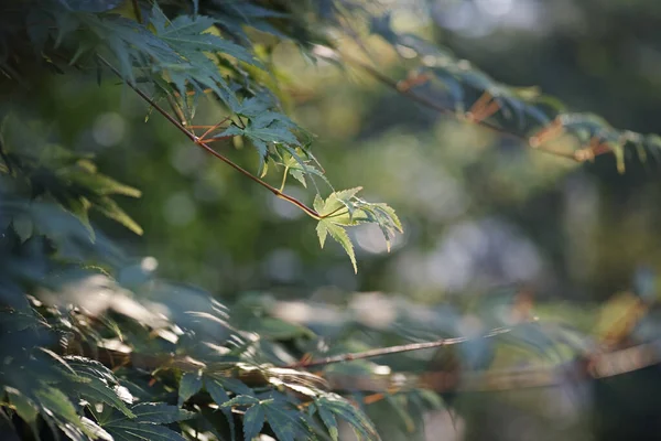 Μια Όμορφη Φωτογραφία Πράσινα Φύλλα Ένα Δέντρο — Φωτογραφία Αρχείου