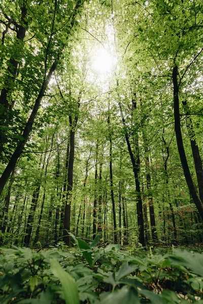 長い木の美しい明るい森の中に輝く太陽光線の垂直低角度ビュー — ストック写真