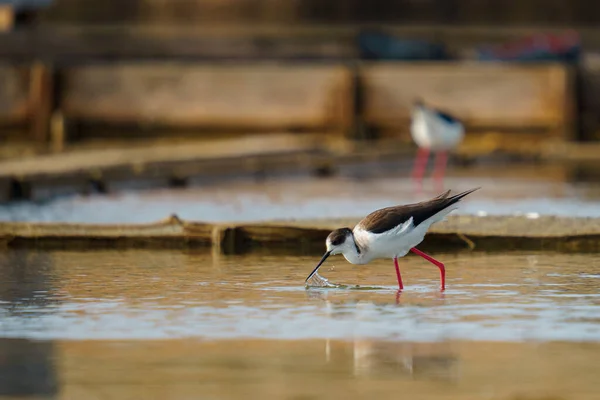 Fågeln Svartvingad Stylta Med Röda Ben Havet — Stockfoto