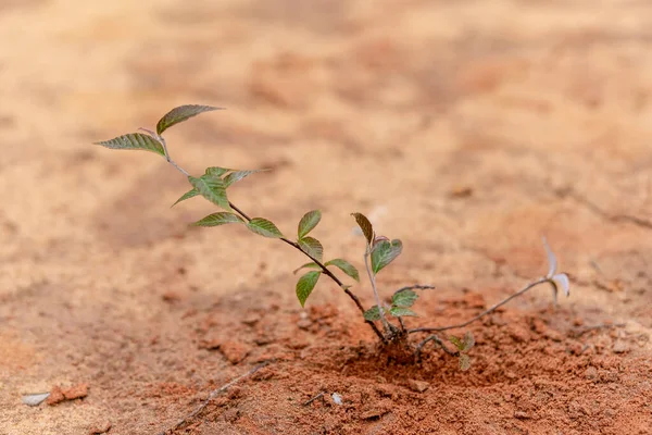 Uma Pequena Árvore Cresce Uma Duna Areia — Fotografia de Stock