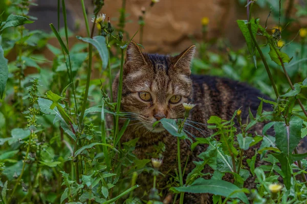 고양이의 사진은 잔디와 노란색 꽃들이 초원에서 사이를 카메라를 — 스톡 사진
