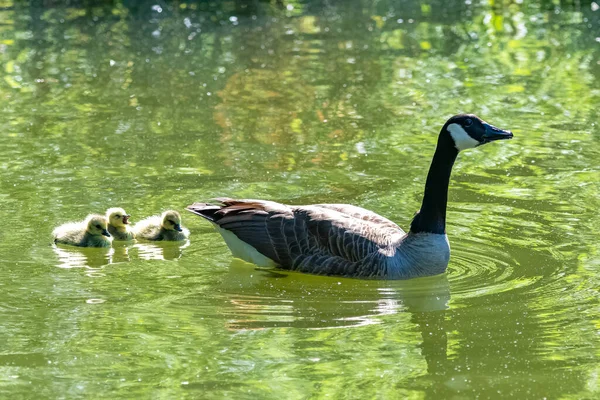 Canada Goose Chicks Swimming Lake — Stock Photo, Image