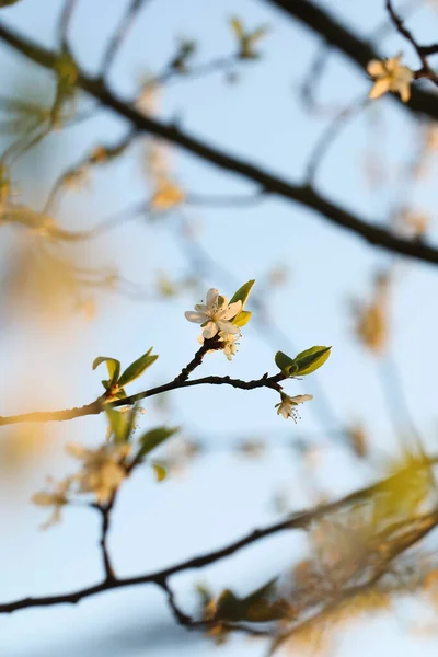 Pionowe Zbliżenie Białych Maleńkich Kwiatów Kwitnących Gałęziach Drzewa — Zdjęcie stockowe