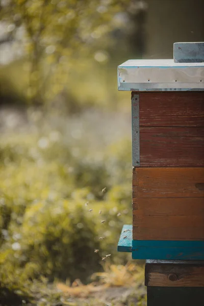 Gros Plan Vertical Une Maison Abeilles Colorée Sur Fond Flou — Photo