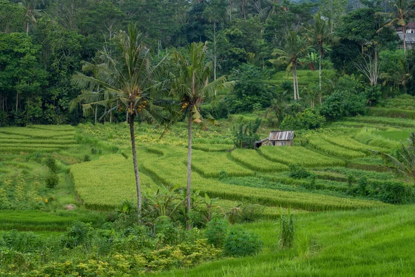 Una Vista Natural Los Campos Arroz Vegetación Bali Indonesia — Foto de Stock