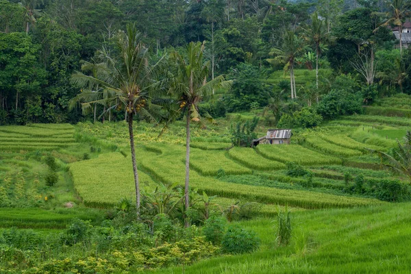 Uma Vista Natural Dos Campos Arroz Vegetação Bali Indonésia — Fotografia de Stock