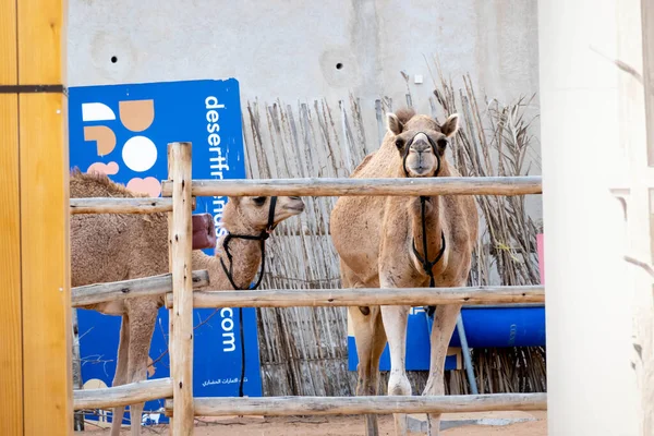 Dva Velbloudi Dřevěným Plotem Své Kleci Dubaji Spojené Arabské Emiráty — Stock fotografie