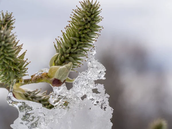 雪の針葉樹の針の選択的焦点ショット — ストック写真