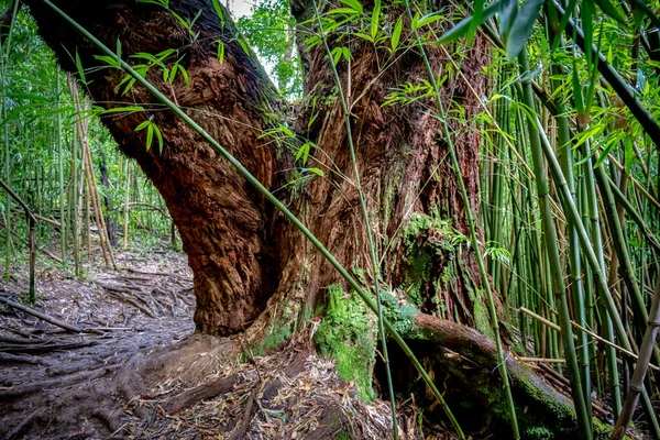 Den Stora Gamla Trädstammen Nära Manoafallen Oahu Hawaii — Stockfoto