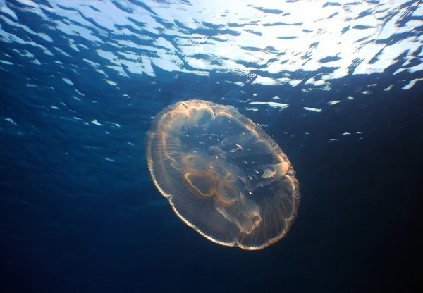 Una Hermosa Toma Una Medusa Bajo Agua Con Dunas Agua —  Fotos de Stock