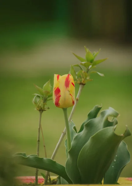 Piękny Strzał Pojedynczego Żółtego Czerwonego Tulipana — Zdjęcie stockowe
