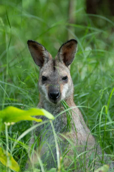 Μια Κάθετη Λήψη Του Wallaby Στο Γρασίδι Ένα Θολό Φόντο — Φωτογραφία Αρχείου