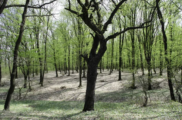 Vacker Utsikt Över Skog Med Höga Träd Våren — Stockfoto