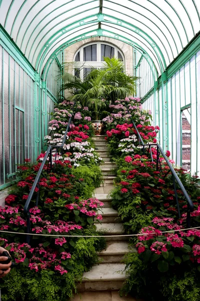 Kas Met Bladverliezende Flora Bedekt Met Groene Bladeren Onder Een — Stockfoto