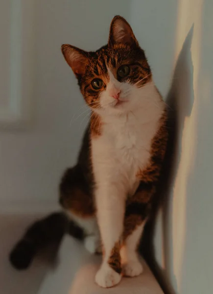 Kot Krawędzi Kanapy Odbiciem Ścianie — Zdjęcie stockowe