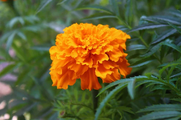 Close Van Mooie Oranje Goudsbloem — Stockfoto