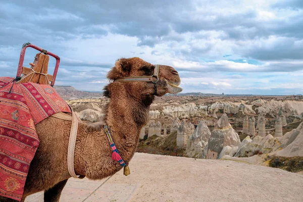 Primer Plano Camello Con Silla Montar Fondo Formaciones Rocosas — Foto de Stock