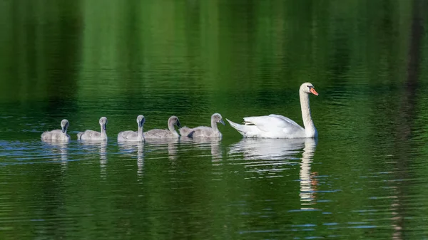 White Mother Swan Swimming Cygnets — Stock Photo, Image