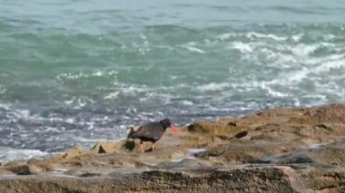 Sahilde siyah bir istiridye yakalayıcısının yakın plan fotoğrafı.