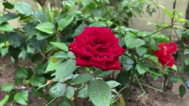 Kırmızı gülün yakın plan çekimi.