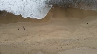 Okyanus etrafında, köpekli bir erkeğin Yeni Güney Galler plajında yürüdüğü yavaş bir hava hareketi.