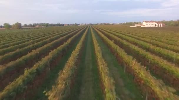 Gyönyörű Kilátás Szőlőültetvények Észak Olaszországban — Stock videók