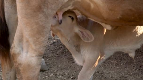 Alimentação Bezerro Úbere Sua Mãe Conceito Fazenda Rural — Vídeo de Stock