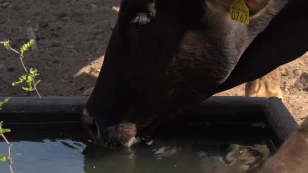 非常に晴れた日の農場の概念上のタンクからの牛の飲料水 — ストック動画