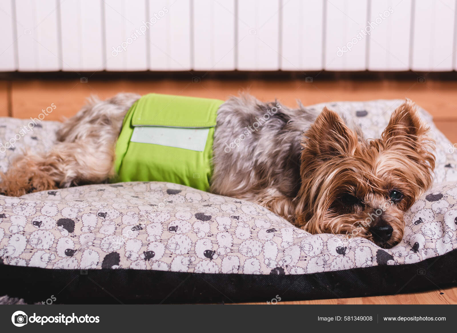 Dog Diaper Senior Yorkshire Terrier Lying His Bed Wearing Diaper Stock Photo by ©wirestock