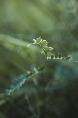 Taze yeşil bitkilerin üzerine biraz yağmur damlası.
