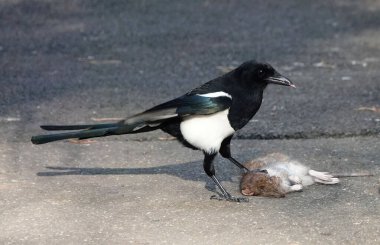 Essex, İngiltere 'de ölü bir farenin başında duran bir saksağan.