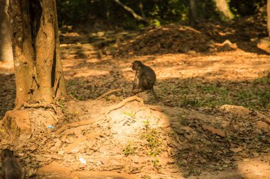 Ormandaki ağaçtaki maymunun yakın çekimi.