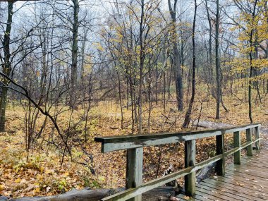 Sonbaharda ormandaki yağmurdan sonra Kanada, Ontario 'da çitle çevrili bir tahta köprü.