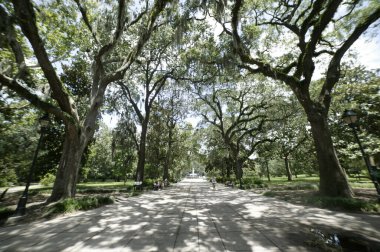 Gündüz vakti Forsyth Park Savannah 'da güzel ağaçlar ve yürüyüş yolu, Georgia, ABD