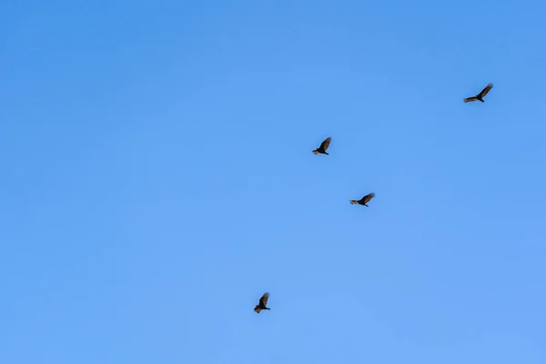 Een Kudde Kalkoengieren Die Vliegen Blauwe Lucht Hamiton Canada — Stockfoto