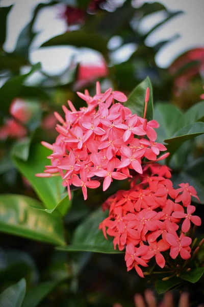 Eine Selektive Fokusaufnahme Einer Rosa Westindischen Jasmin Garten — Stockfoto