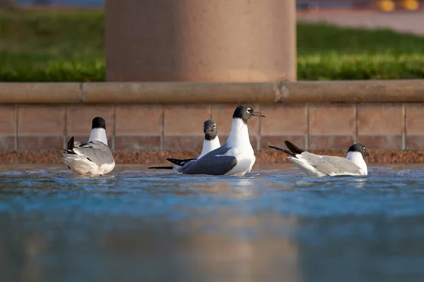 Una Hermosa Vista Las Gaviotas Pequeña Fuente — Foto de Stock