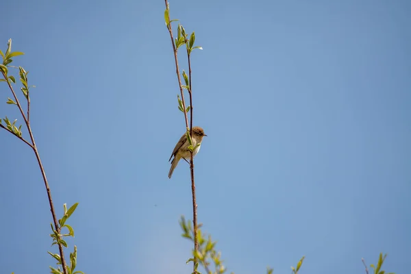 Een Selectieve Focus Van Een Vogel Neergestreken Een Boomtak — Stockfoto