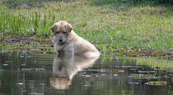 Çok Tatlı Bir Labrador Retriever Gölün Içinde Otururken Yansımasına Bakıyor — Stok fotoğraf