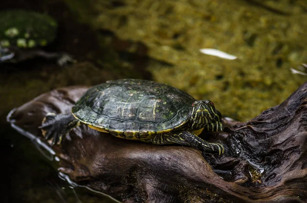 Ένα Ρηχό Πορτρέτο Εστίασης Ενός Cooters Αναζητούν Θολή Φόντο Στο — Φωτογραφία Αρχείου