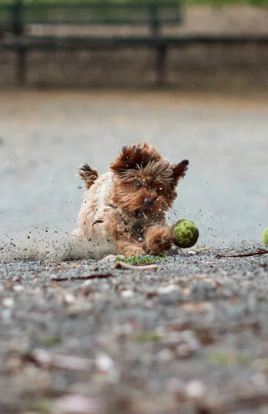 Ein Vertikaler Schuss Eines Yorkshire Terriers Der Dem Tennisball Hinterherjagt — Stockfoto