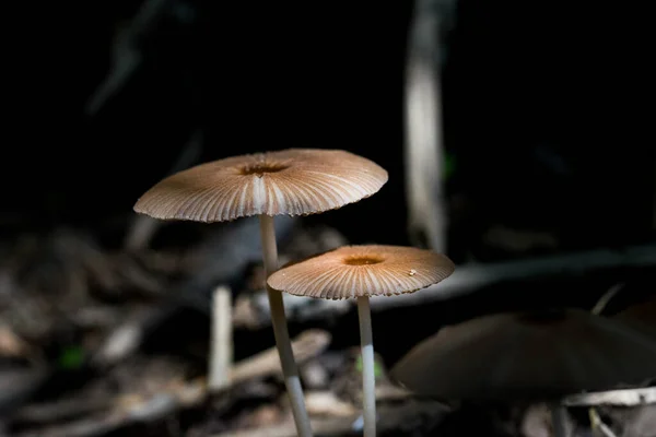 Macro Shot Grupo Pequenos Cogumelos Marrons Funghi Crescendo Vegetação Úmida — Fotografia de Stock