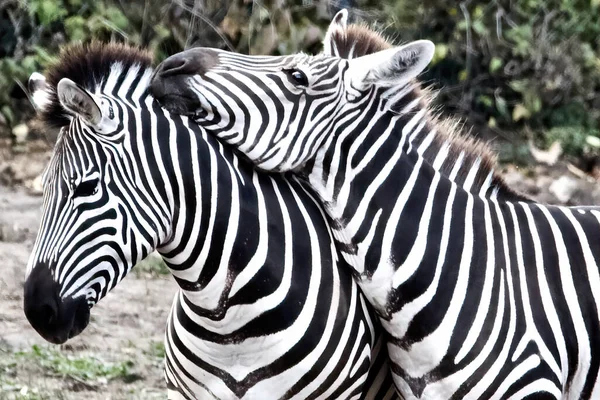Two Zebras Close Each Other — Stock Photo, Image
