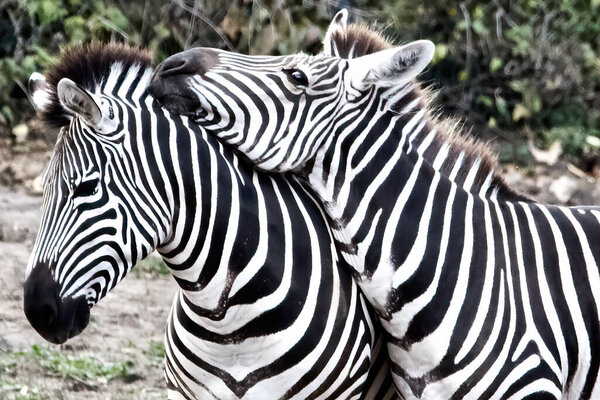 Two zebras close to each other