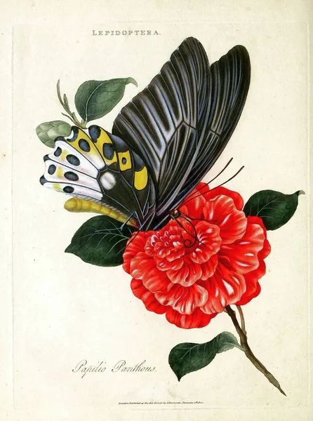 Eine Alte Illustration Von Schmetterlingen Für Eine Biologie Literatur — Stockfoto