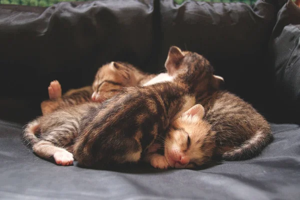 Minúsculos Gatinhos Uma Semana Idade Amontoados Para Calor Conforto — Fotografia de Stock