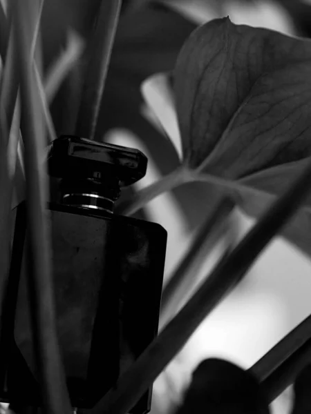 Een Grijswaarden Diepte Focus Shot Van Een Zwarte Parfum Fles — Stockfoto
