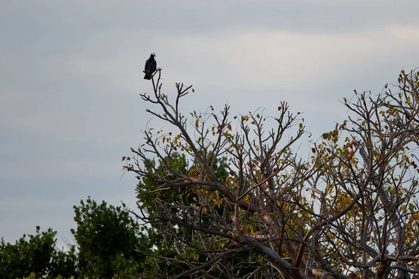 秋に木の枝の端に座っている白い冠をかぶった鳩の劇的なショット — ストック写真